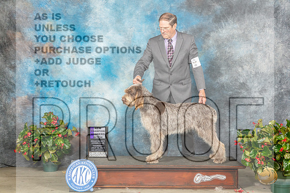 Spinoni Italiano #6 Thur WBCH Judge Lee WhittierMJP_7226_SA2023_HR3