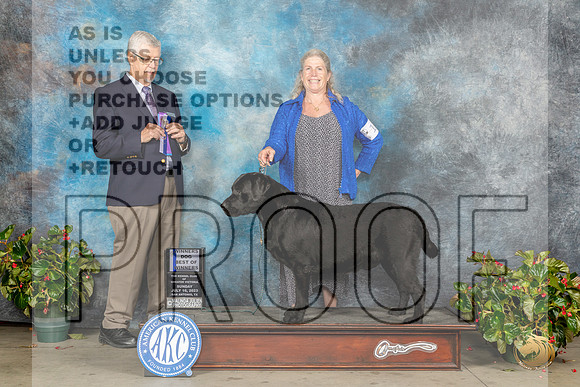 Labrador Retriever #19 Sun WDBOW Judge Dr Michael WoodsMJP_9716_SA2023_HR3