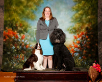 English Springer Spaniel #6 Sun Custom Misty Reed
