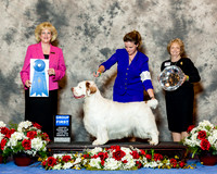 Clumber Spaniel #11 Thurs G1 Clussexx Reg Hubbard Holbrook Dowd Judge Vicki Abbott