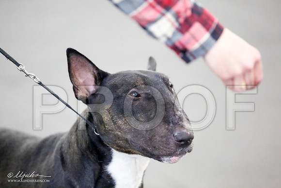 _JJ_2780-BullTerrierAzilApr2016-HR3
