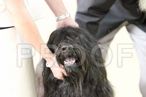 Briard-2711LR