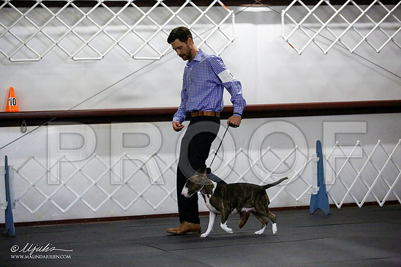 _JJ_0890-BullTerrierAzilApr2016-HR3
