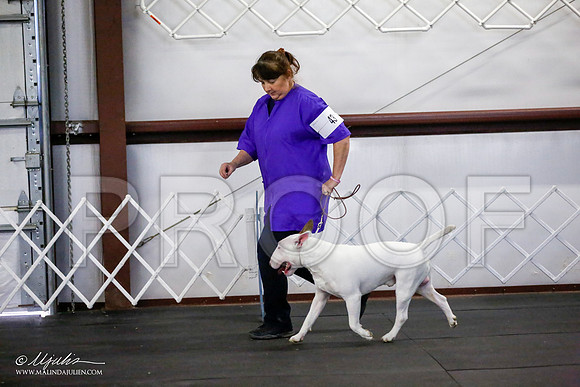 _JJ_3250-BullTerrierAzilApr2016-HR3