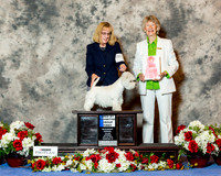 West Highland White Terrier #6 Sat BBE G1 Cohen Paula Christie and Charles S Cohen Judge Sharon Newcombe