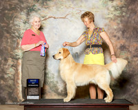 Golden Retriever #11 Fri BOW Lim Marivic Agent Dian Mueller Judge Ann Hearn