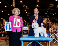 Bichon Frises #11 BOS Maj Thrs Cooper Polly C S Agent Scott Sommer Judge Mrs Vicki L Abbott