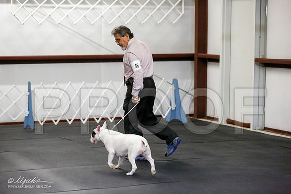 _JJ_2465-BullTerrierAzilApr2016-HR3
