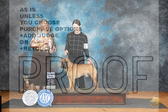 Chinese Shar Pei #5 Sat SD Judge Denise Dean__JP_7979_MARSHALL_2024_HR3