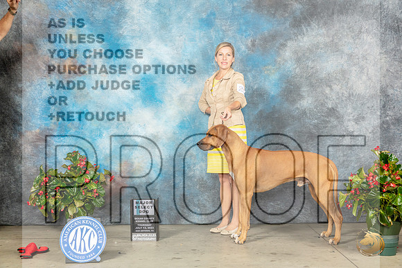 Rhodesian Ridgeback #21 Thur SD Judge Jay RichardsonMJP_7033_SA2023_HR3