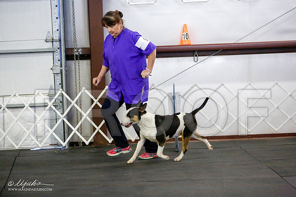 _JJ_2170-BullTerrierAzilApr2016-HR3