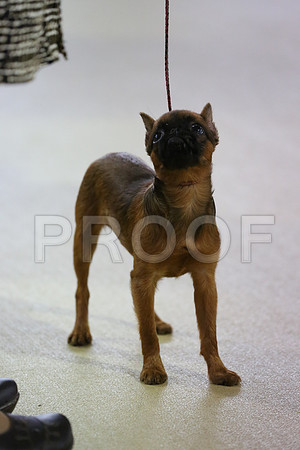 PupBISSn1-2800-HR