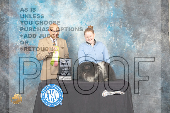 Pekingese #J750 Sat BJr Judge Bradley Jenkins_MJ_0161_HstnTOY_2022_HR3