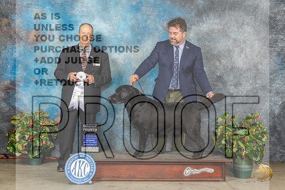 Labrador Retriever #25 Sat G4 Judge Jay RichardsonMJP_9522_SA2023_HR3