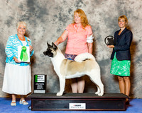 Akita #22 Wed BBE Gaddy Connie and Greg Lisa Coffey Bridgett Coffey Judge Karen Arends