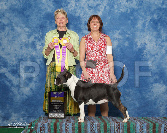 _R1_9417-BullTerrierAzlApr2016-HR3