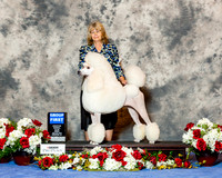 Poodle Standard #24 Fri G1 Talkington Sue and Elizabeth Brown Agnet Elizabeth Brown RESHOOT