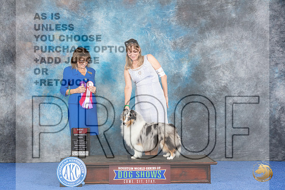Shetland Sheepdog #32 WED WB BOS Judge Sheryl Kendrick__JP_7050_Houston_2024_HR3