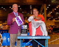 Bedlington Terrier #16 Thrs Maj WB Fairey John and Alice Fairey Agent Tracey Gustavson Judge Dr Steve Keating