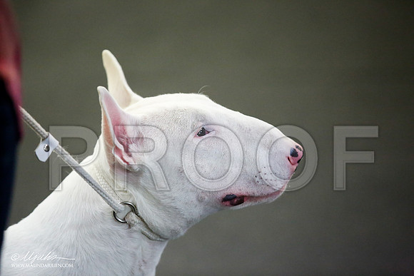 _JJ_1221-BullTerrierAzilApr2016-HR3