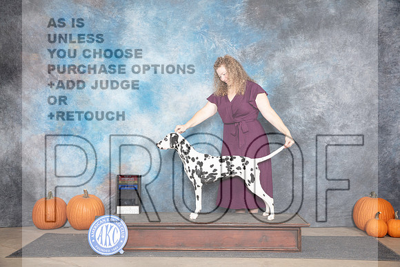 Dalmation # Belton WBBOWBOS Judge __JP_9441_Humble_2024_HR3