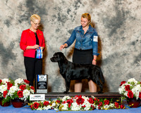 Labrador Retriever #25 Sun BOW Maj Adams Lisa Judge Mrs Carol Tobin Murray