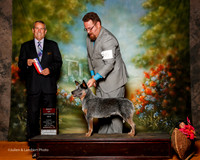 Australian Cattle Dog #8 Sun BOS Vicki Hall Judge Dana Cline