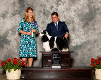Cocker Spaniel Parti #17 Sat BOV Bowen Linda and Tim Bowen Judge Marla Doheny
