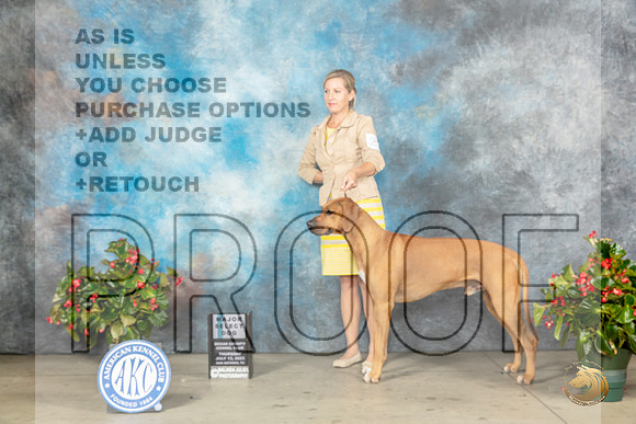 Rhodesian Ridgeback #21 Thur SD Judge Jay RichardsonMJP_7028_SA2023_HR3