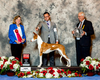 Ibizan Hound #8 Fri G2 Phifer Bradley and Wendy Anderson Judge Sari Brester Tietjen