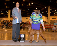 Vizsla #17 Sat WD Maj Perry Charles Judge Mr Larry C Abbott