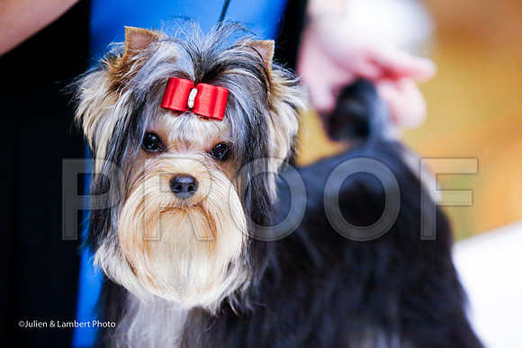 _JJ_7699-YorkieNatJul2016-HR