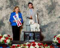 Bichon Frise #11 Fri BOW Maj NC Cooper Polly C S Agent Scott Sommer Judge Mrs Sari Brewster Tietjen