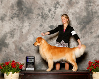 Golden Retriver #7 Sat WD Sherry Pamela and Richard and B Bischoff and R Temera Agnet Brianna Bischoff