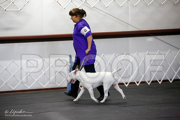 _JJ_3242-BullTerrierAzilApr2016-HR3