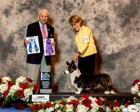 Cardigan Welsh Corgi #20 Sat BOW Maj NC Hurst Sherri & Cynthia & Vincent Savioli Judge Mr Robert Stein