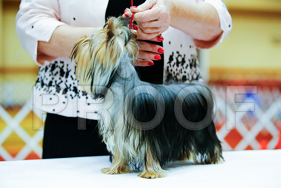 _JJ_8209-YorkieNatJul2016-HR