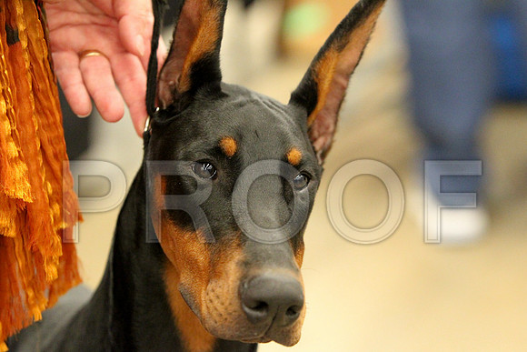 Dobe-9867