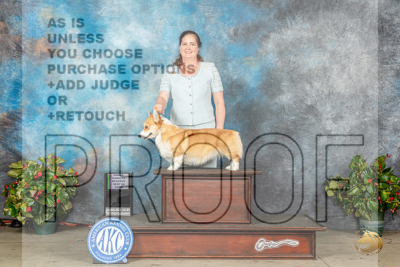 Pembroke Welsh Corgi Fri Gonzales LA Judge Lloyd GraserMJP_8920_SA2023_HR3