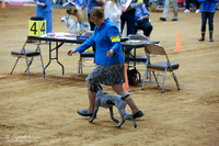 German Shorthaired Pointer Sun Ring IABCA FW Sep 2013