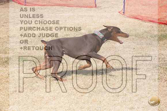 Doberman Pinscher Percision Coursing Sat Longview WA 2024_JJL_3709_Longview WA_2024_HR3