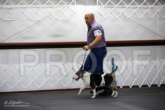 _JJ_0737-BullTerrierAzilApr2016-HR3