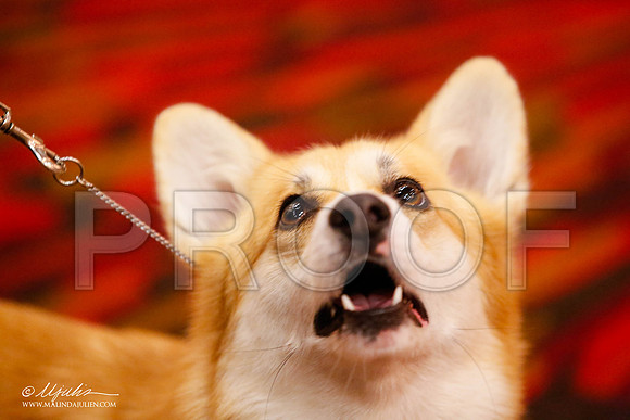 _JJ_0709-HstnCorgiFeb2015-HR3