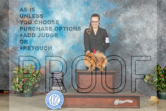 Pomeranian #12 Sat RWB Judge David KirklandMJP_8946_SA2023_HR3