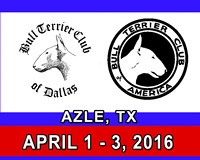 Bull Terrier Specialty Azle Apr 2016