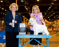 West Highland White Terrier #7 Wed SD Cohen Paula Christie and Charles Cohen