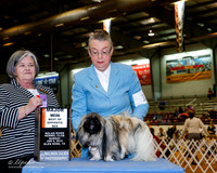Pekingese #12 Sun BOS Maj +A2
