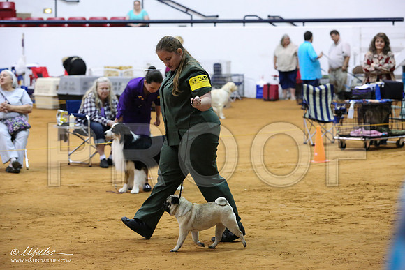 Pug-0370-IABCAFWSPT13-HR