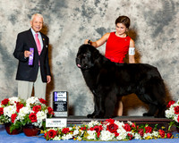 Newfoundland #19 Sat WD Maj Paz Leonardo & Annalyn & V Davis & W Hayman Judge Mr Robert Stein