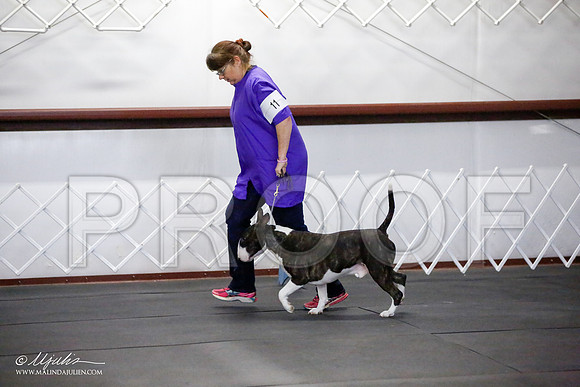 _JJ_2655-BullTerrierAzilApr2016-HR3